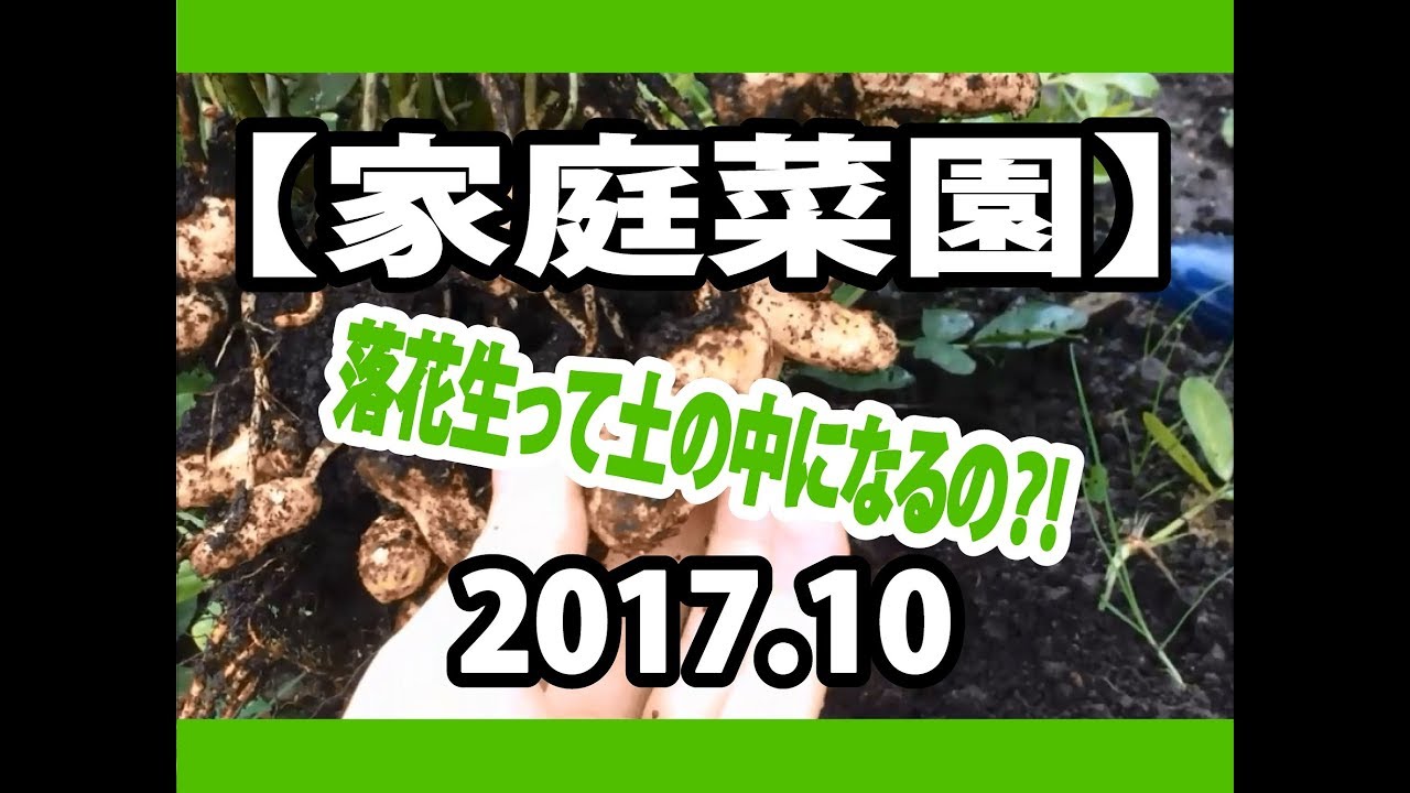 【家庭菜園】2017.10