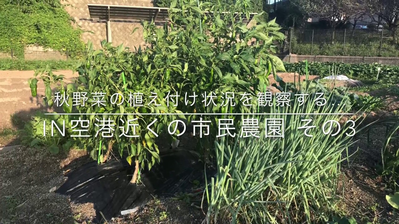 動画で家庭菜園　人の畑が見てみたい『秋野菜の植え付け状況を観察する…ＩＮ空港近くの市民農園　その3』Ｈ29.9.28