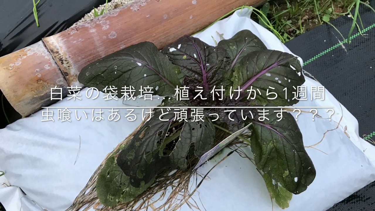 動画で家庭菜園『白菜の袋栽培…植え付けから1週間　虫喰いはあるけど頑張っています？？？』Ｈ29.10.18