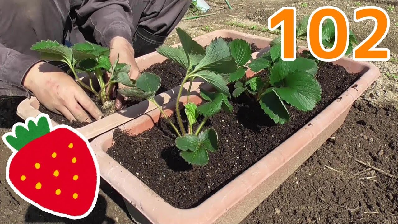 【家庭菜園#102】イチョウ芋の収穫とイチゴの植え付け！Strawberry planting!