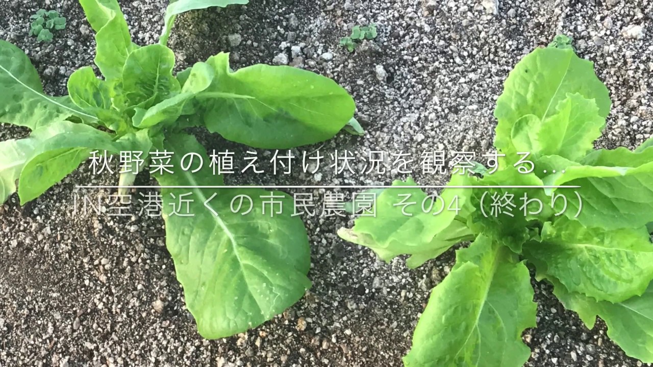 動画で家庭菜園　人の畑が見てみたい『秋野菜の植え付け状況を観察する…ＩＮ空港近くの市民農園　その4[(終)』Ｈ29.9.28