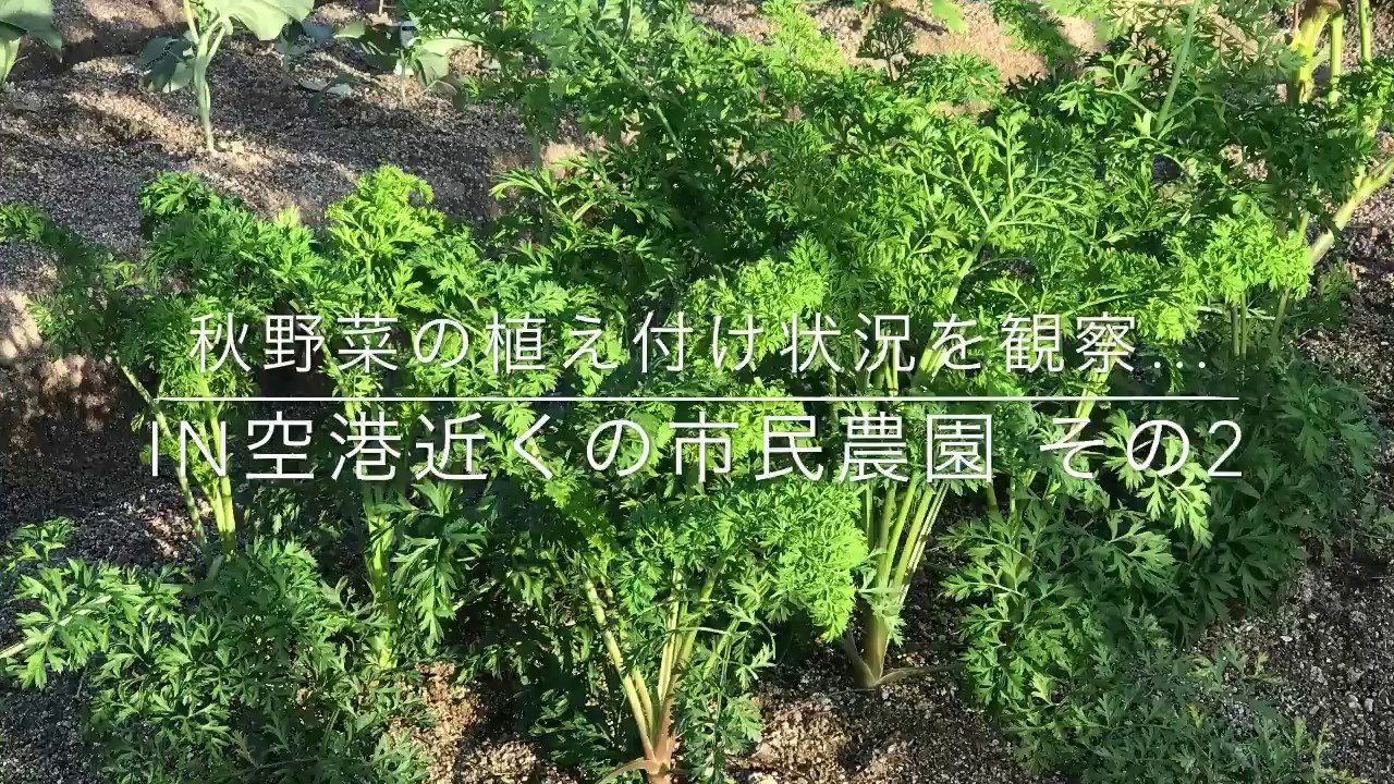 動画で家庭菜園　人の畑が見てみたい『秋野菜の植え付け状況を観察する…ＩＮ空港近くの市民農園　その2』Ｈ29.9.28