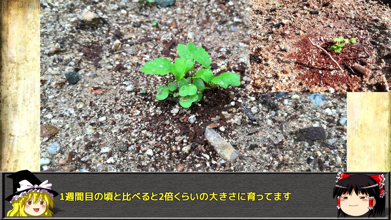 バイク乗りが始める　家庭菜園【その２】