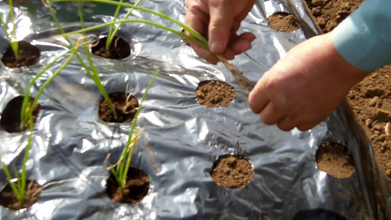 家庭菜園　玉葱の苗の植え方