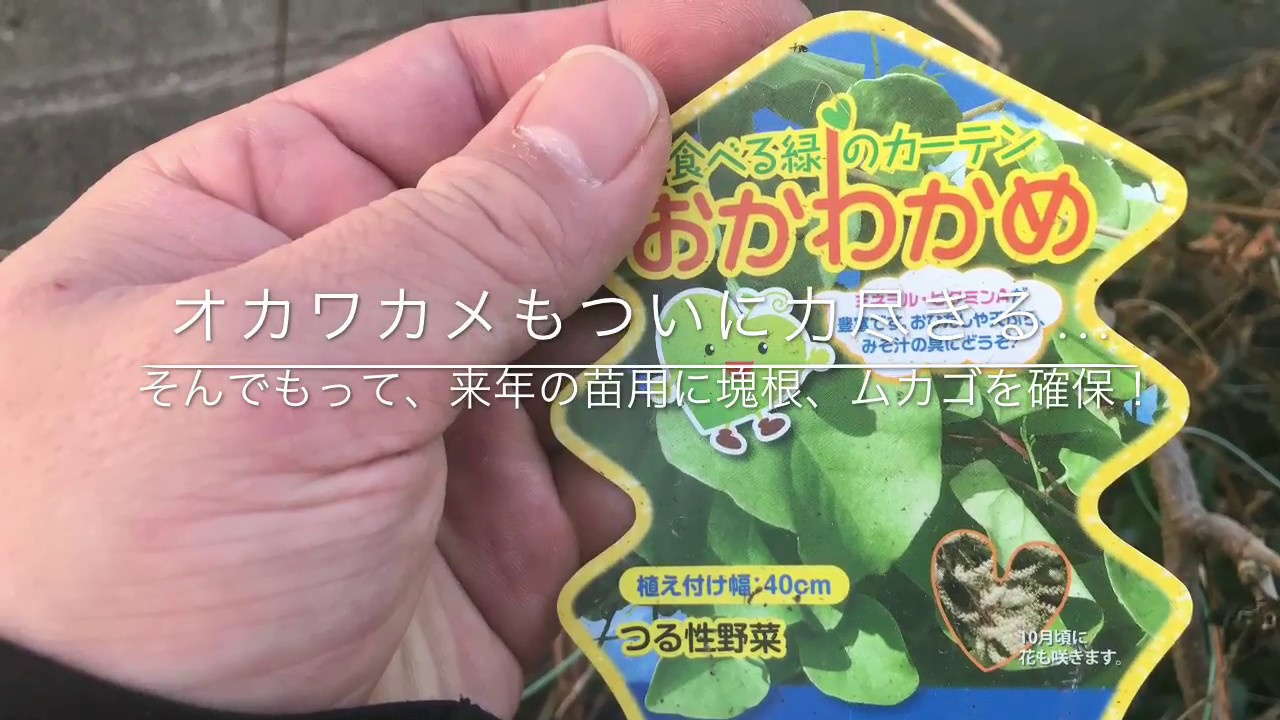 動画で家庭菜園『オカワカメもついに力尽きる…そんでもって、来年の苗用に塊根、ムカゴを確保！』Ｈ29.12.24