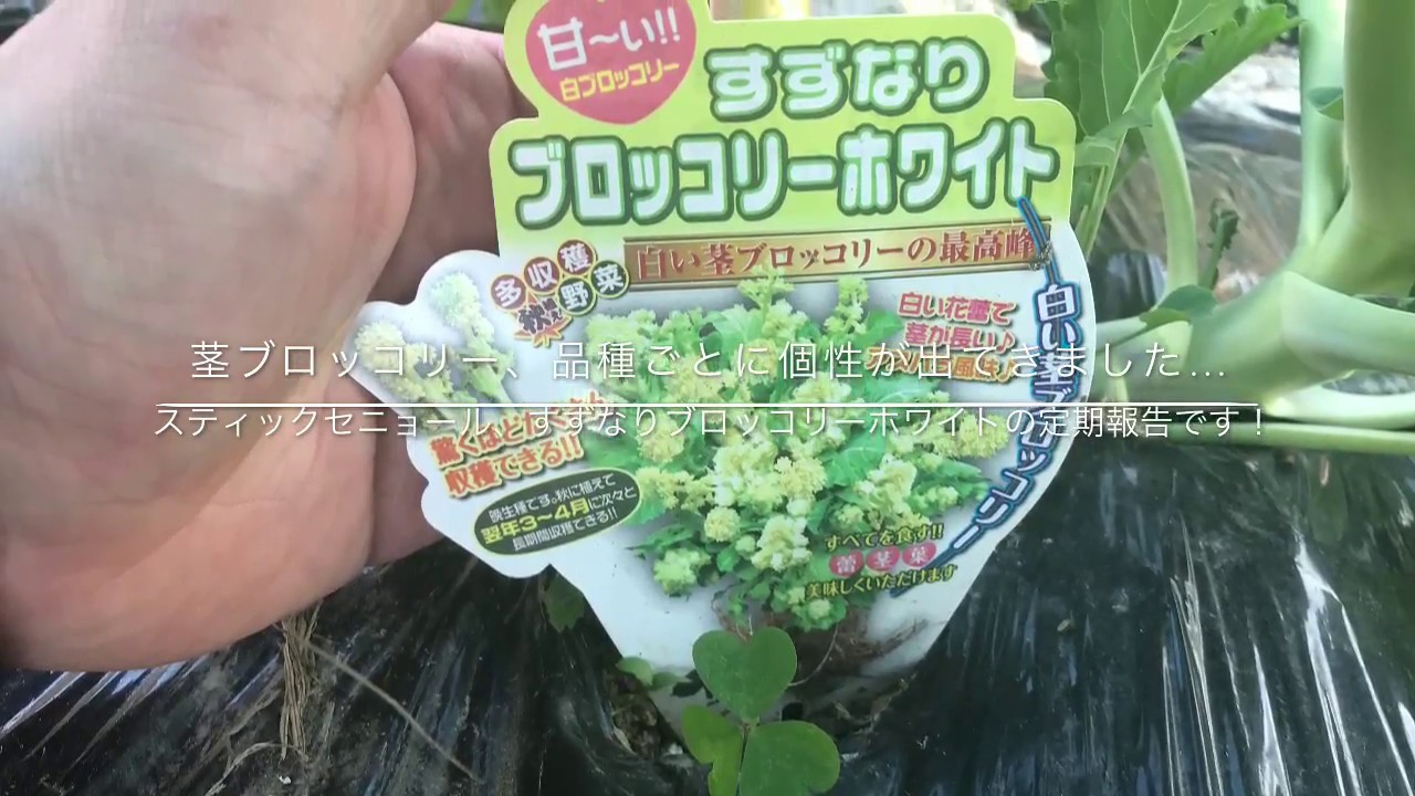 動画で家庭菜園　野菜の育て方マニュアル『茎ブロッコリー、品種ごとに個性が出てきました…スティックセニョール、すずなりブロッコリーホワイトの定期報告です！』Ｈ29.12.26