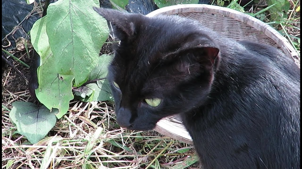 【野良猫親子】母猫クロと一緒に家庭菜園で野菜を収穫しました　cat family