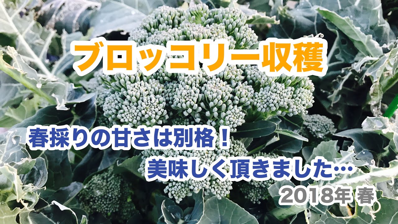 動画で家庭菜園　野菜の育て方マニュアル『ブロッコリー収穫　春採りの甘さは別格！美味しくいただきました…』H30.1.22