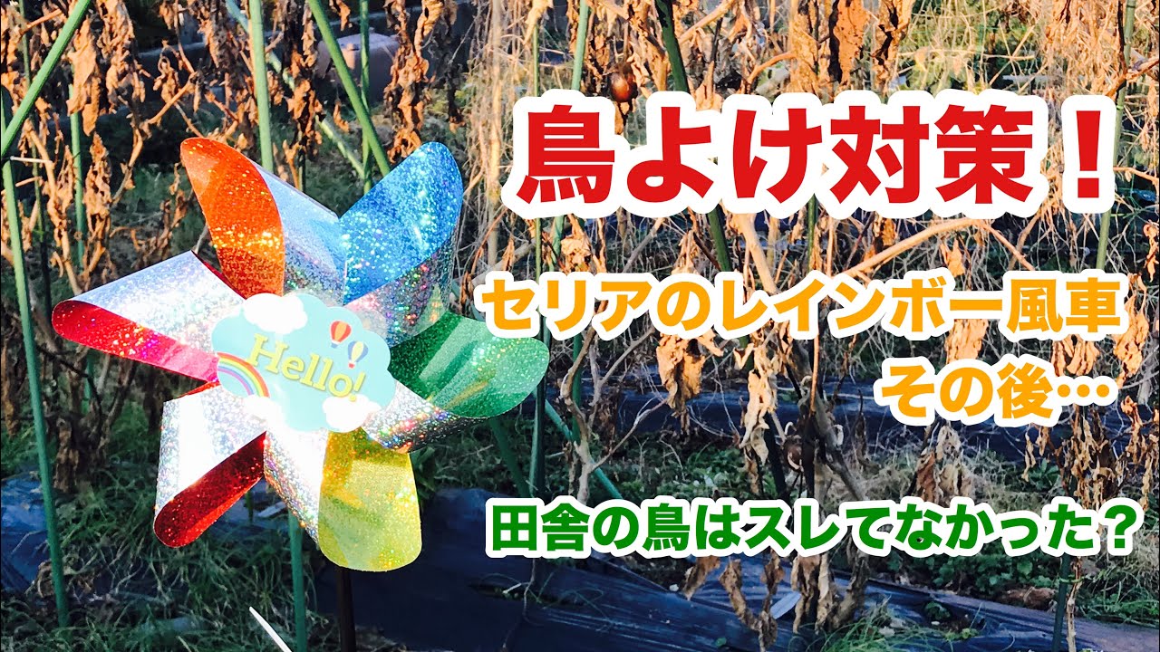 動画で家庭菜園『鳥よけ対策！　100均セリアのレインボー風車、その後…田舎の鳥はスレてなかった？』Ｈ30.1.22