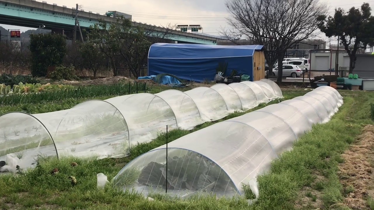 動画で家庭菜園『春の菜園準備に…菜園観察　大根も立派に育ってました！』Ｈ30.1.24