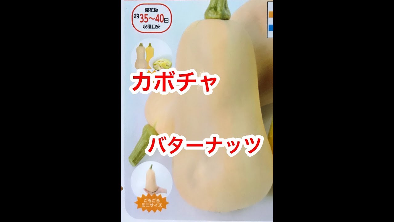 『家庭菜園だより』こども はじめてのやさいづくり カボチャのたねまき grow your own  how to grow Squash