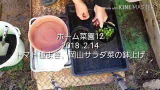 ホーム菜園12  2018.2.14  よさこいミディトマトの種まき、岡山サラダ菜の鉢上げ