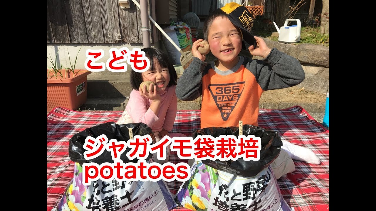 『家庭菜園だより grow your own』こども はじめての やさいづくり ジャガイモの袋栽培 grow potatoes in a bag