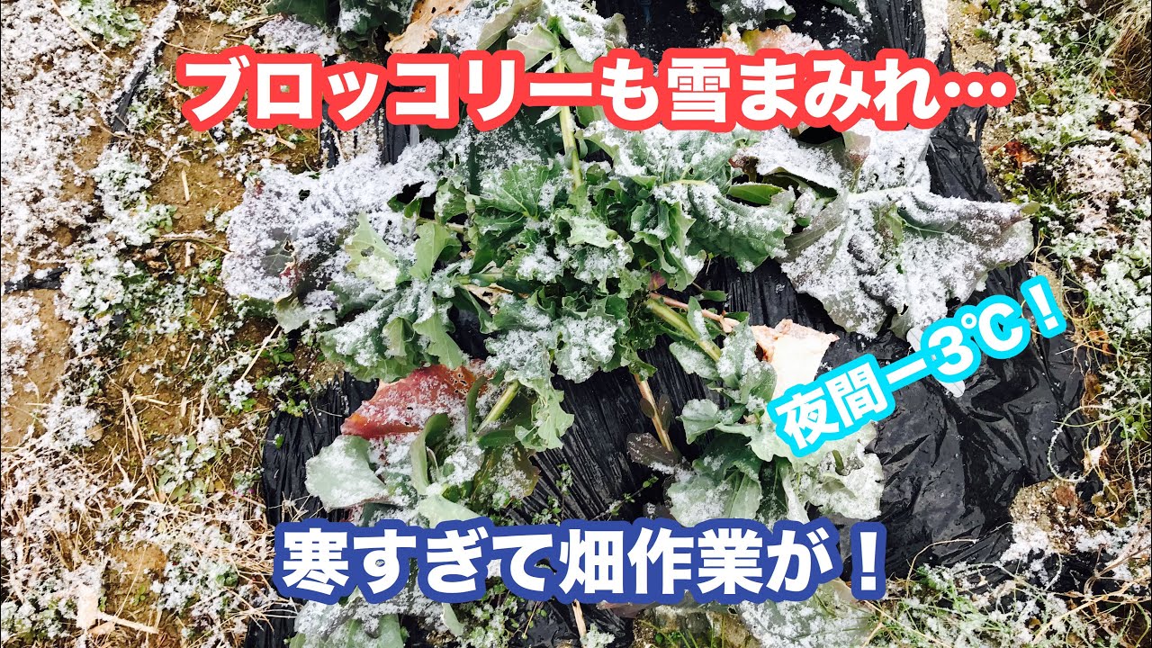 動画で家庭菜園『寒すぎて畑作業ができない！現在の家庭菜園の状態、雑談…』Ｈ30.2.13