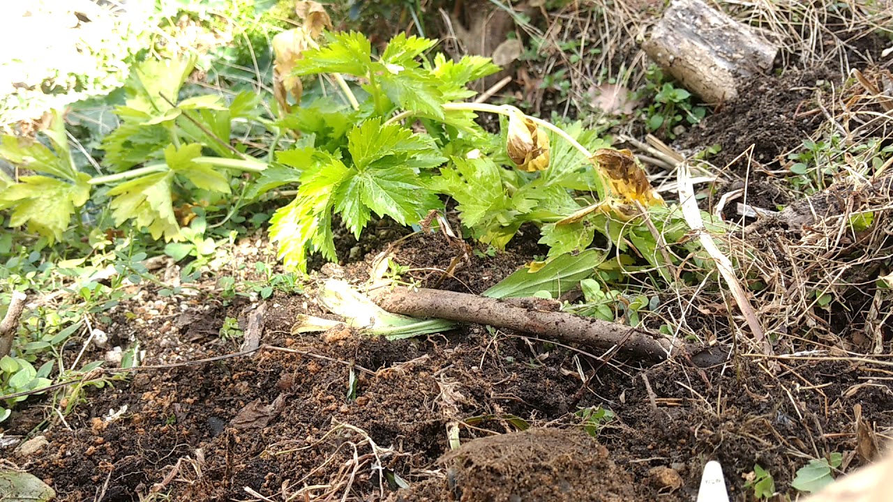 【家庭菜園】セロリ収穫