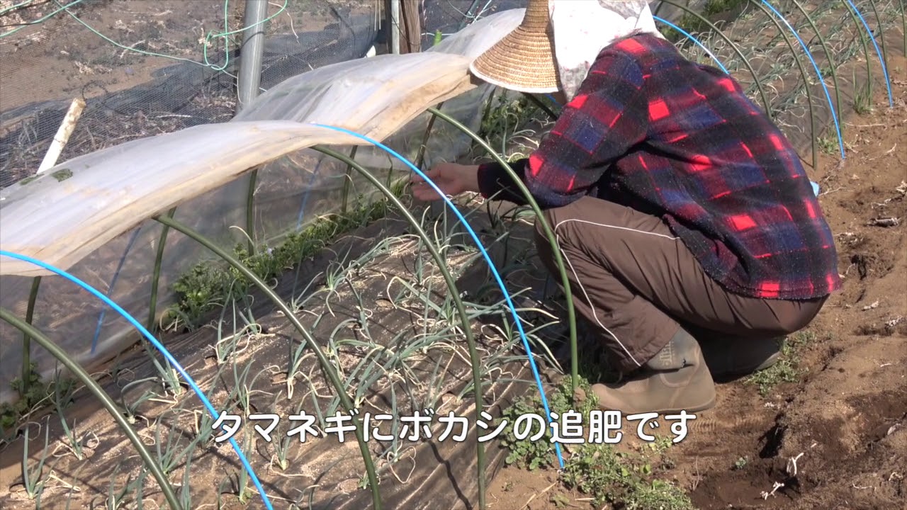 菜園だより180219畝成形具２・男爵植え付け