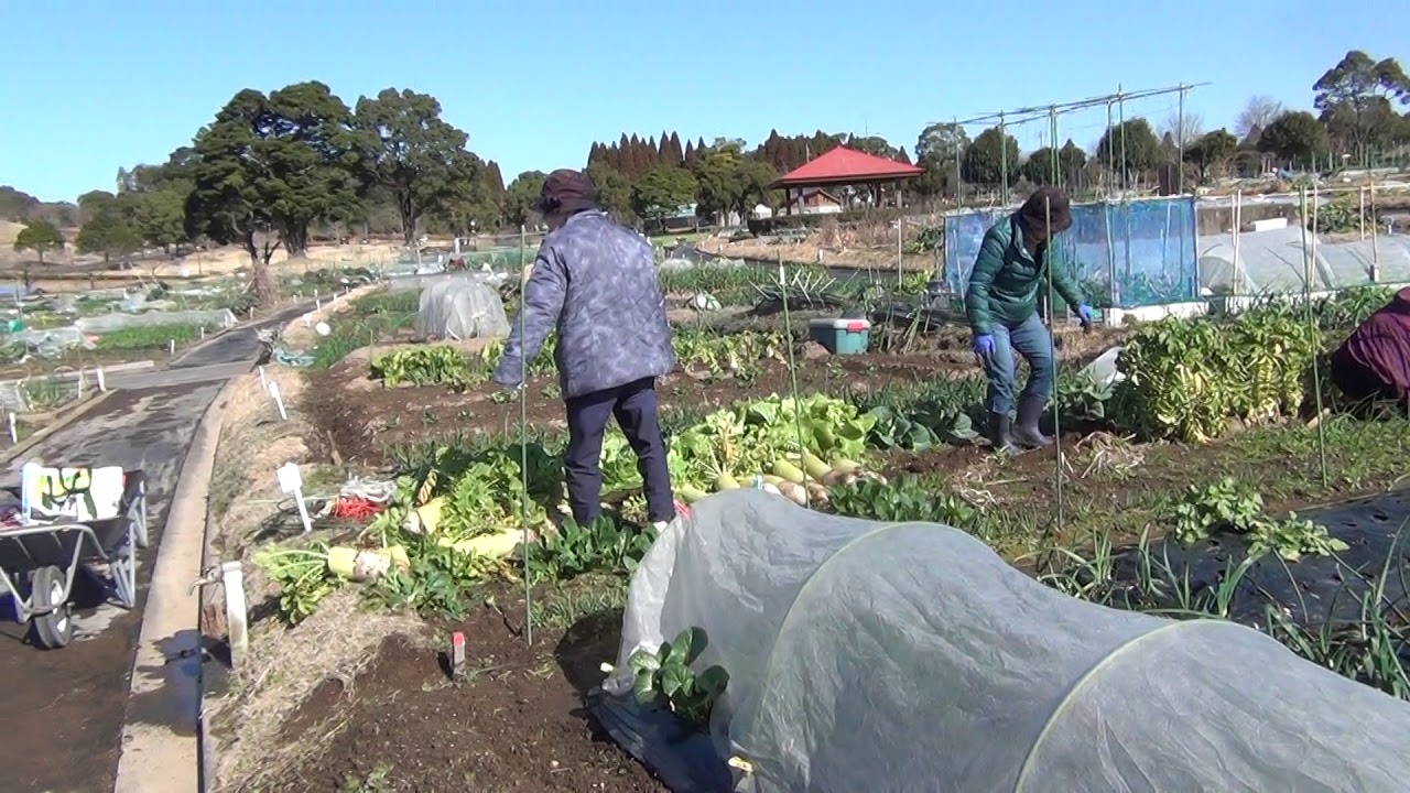 みみずく菜園