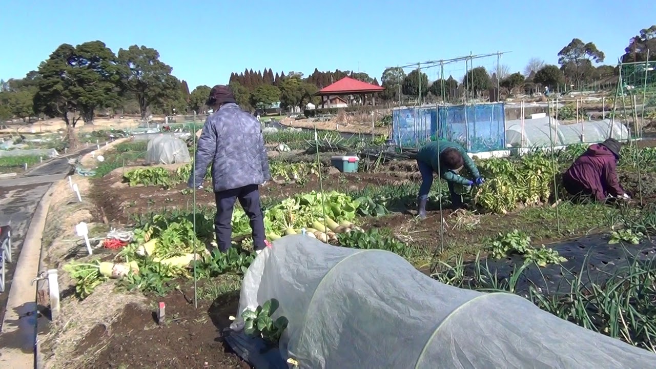 みみずく菜園