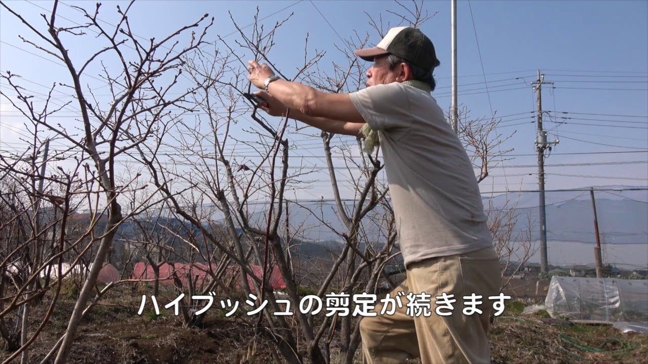 菜園だより180224キチン質酢と追肥・剪定