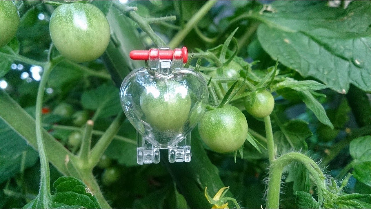 家庭菜園で可愛いハート型のトマトを作ってみよう!
