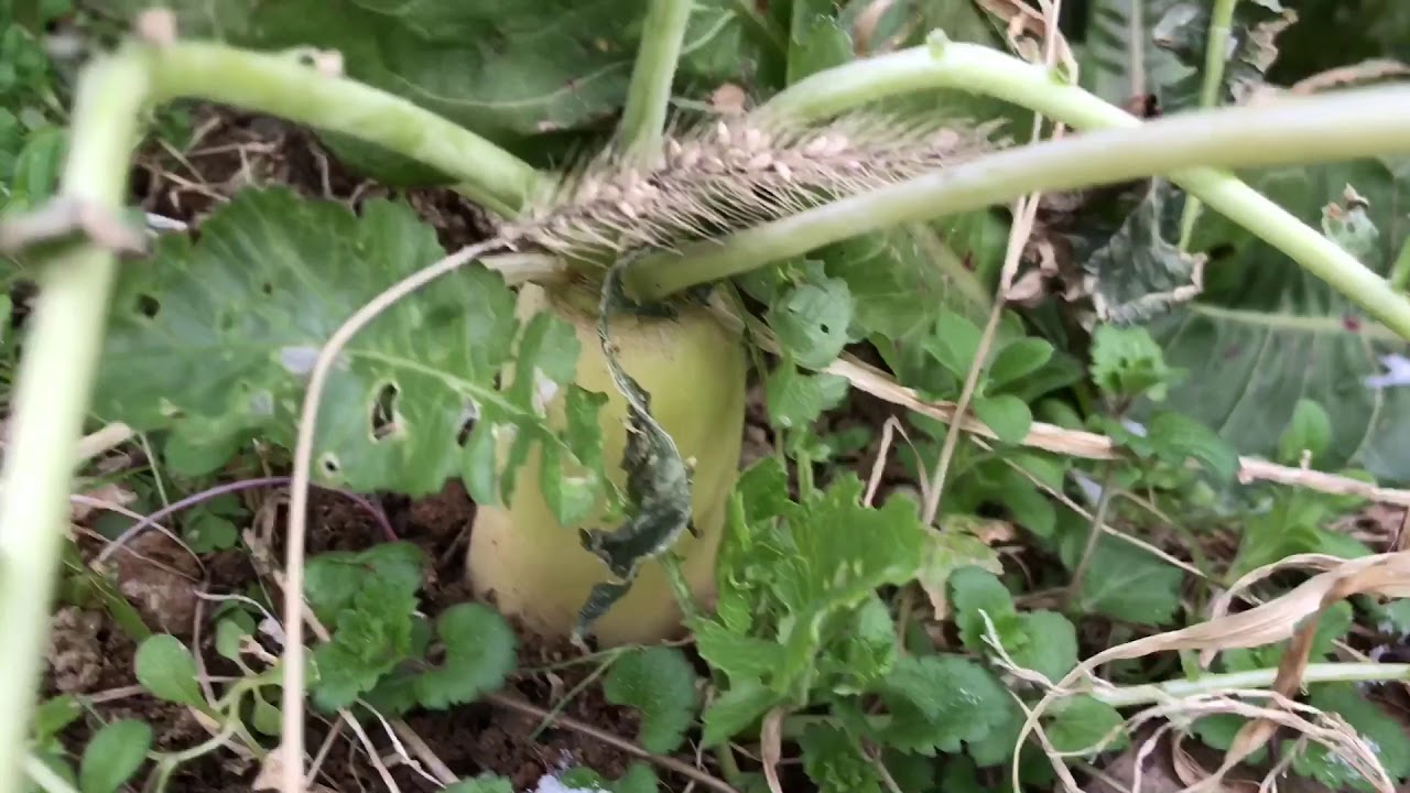 趣味の家庭菜園、畑紹介