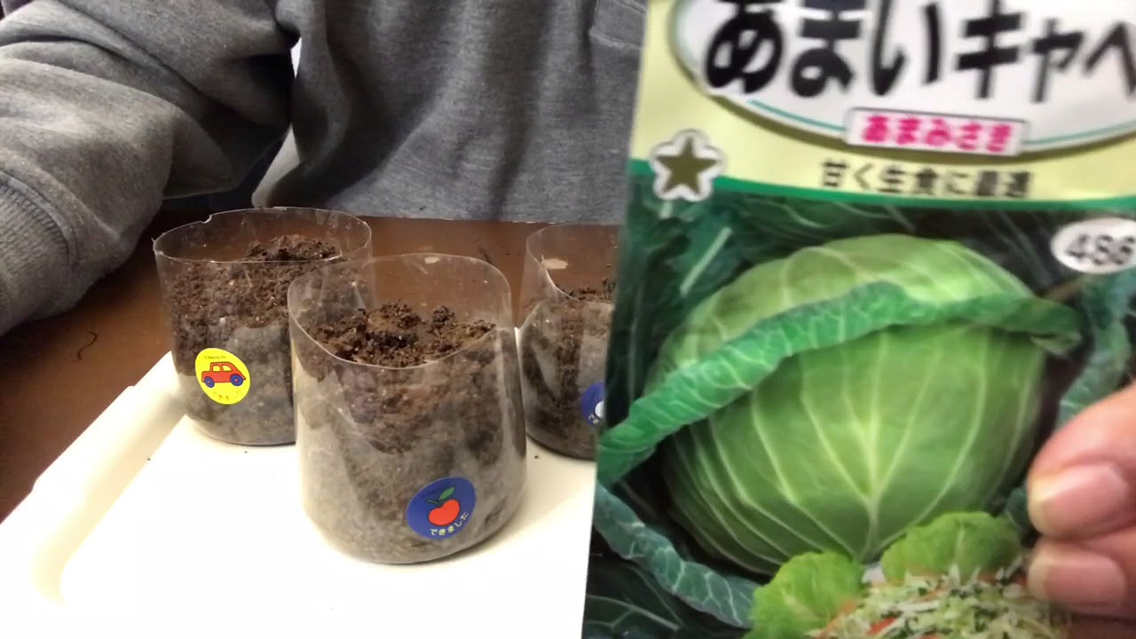 【家庭菜園】ペットボトルでポットを作ってみた