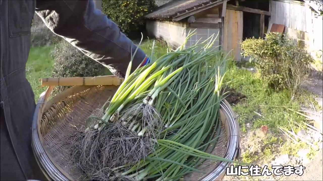 玉ねぎ栽培について　田舎移住者の家庭菜園