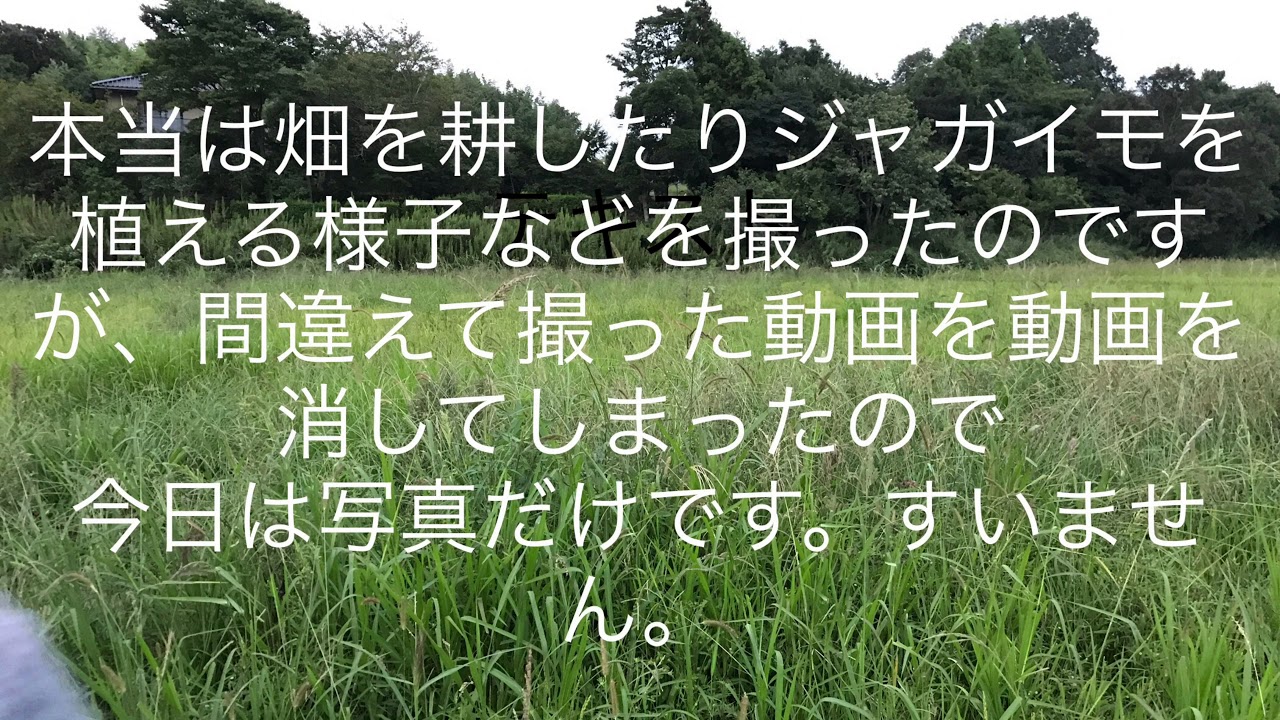 趣味の家庭菜園、ジャガイモの植え付け