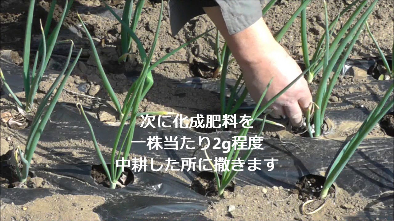 家庭菜園　玉葱の追肥の仕方