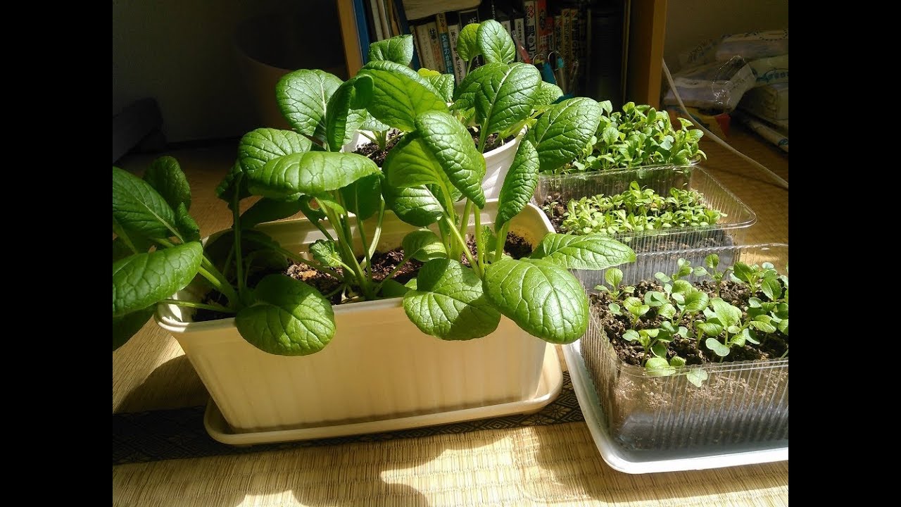 【家庭菜園】室内栽培の小松菜の収穫＋3月の庭先のイチゴの様子
