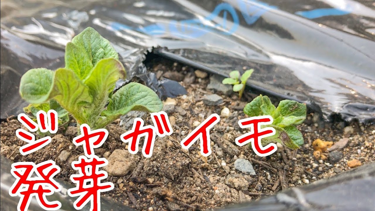 ジャガイモの発芽 『家庭菜園だより』 grow potatoes sprouting