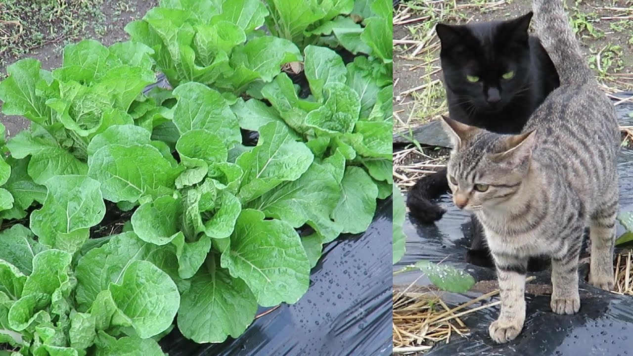 【猫の親子】朝は猫達と一緒に家庭菜園を見回ります。白菜がかなり大きくなりました　cat family