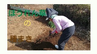 家庭菜園 ほうれん草の種を蒔くだけの動画