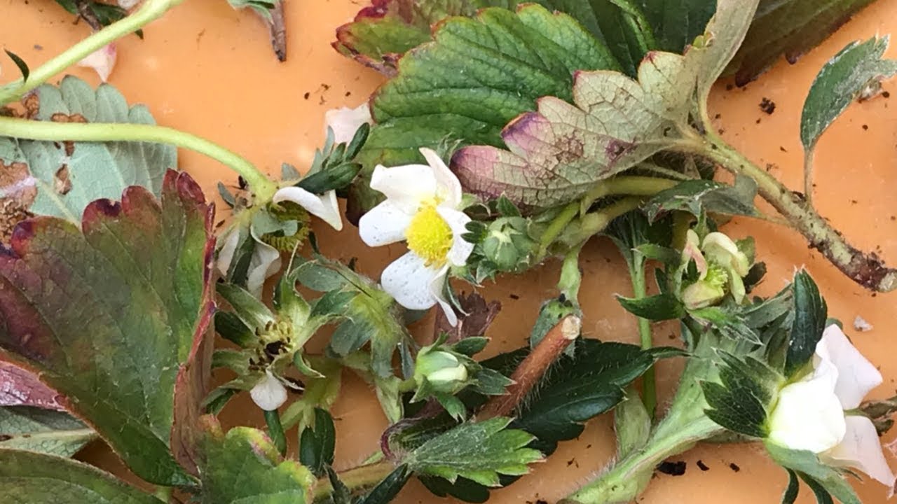 家庭菜園で鉢植えイチゴを育てて4年目  3月の手入れ