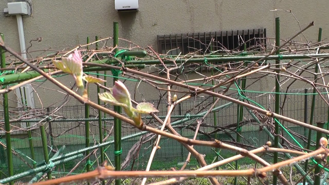 家庭菜園（129）　ブドウの芽が開きました！