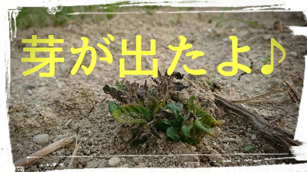 家庭菜園  芽が出たよ♪