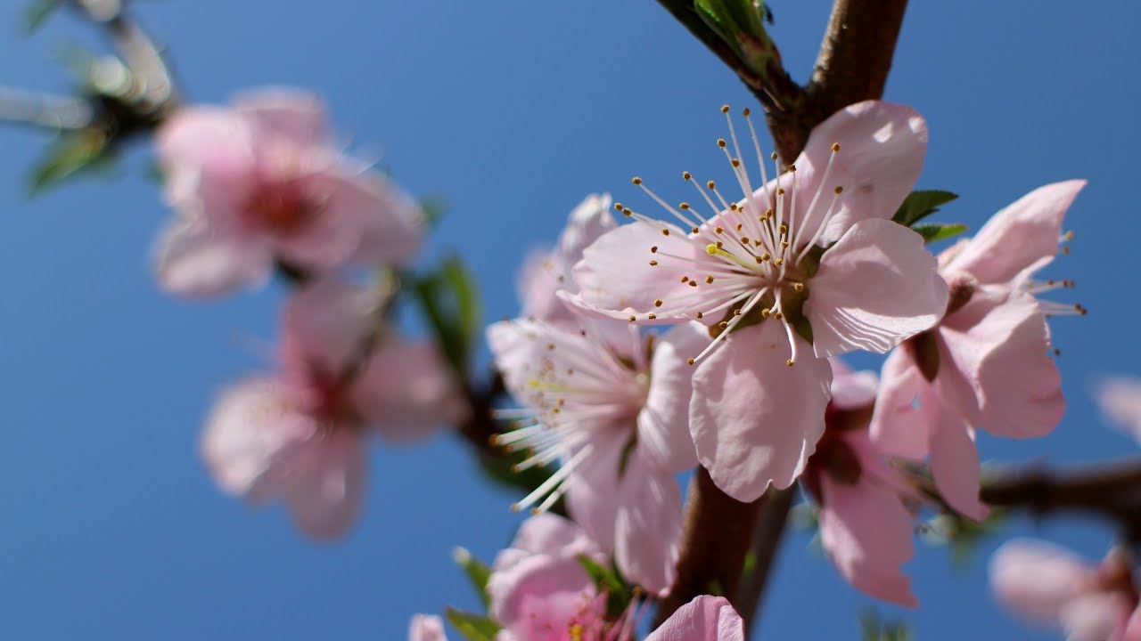 家庭菜園（少々自己流）/白桃の花がきれい【四国・3月下旬】