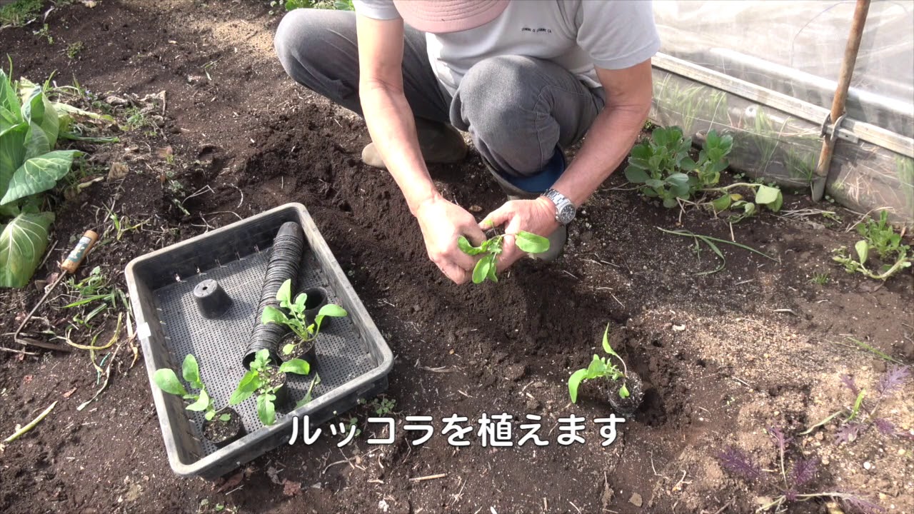 菜園だより180311苗植え・大浦ごぼう
