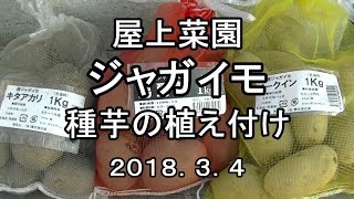 【屋上菜園】今年もジャガイモ栽培やります！