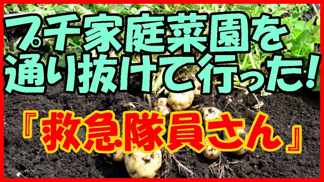 【感動する話 貧乏院生】プチ家庭菜園を通り抜けて行った！『救急隊員さん』【ほのぼの いい話】