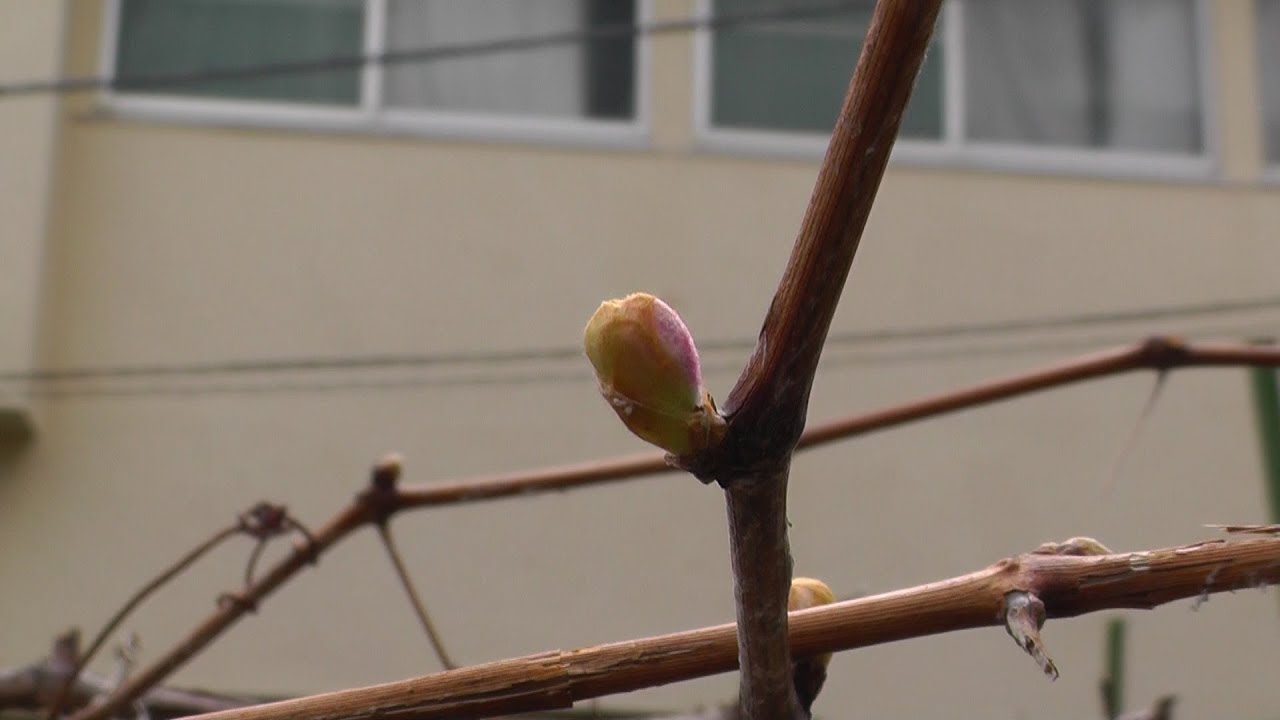 家庭菜園（128）　芽がまもなく開きます