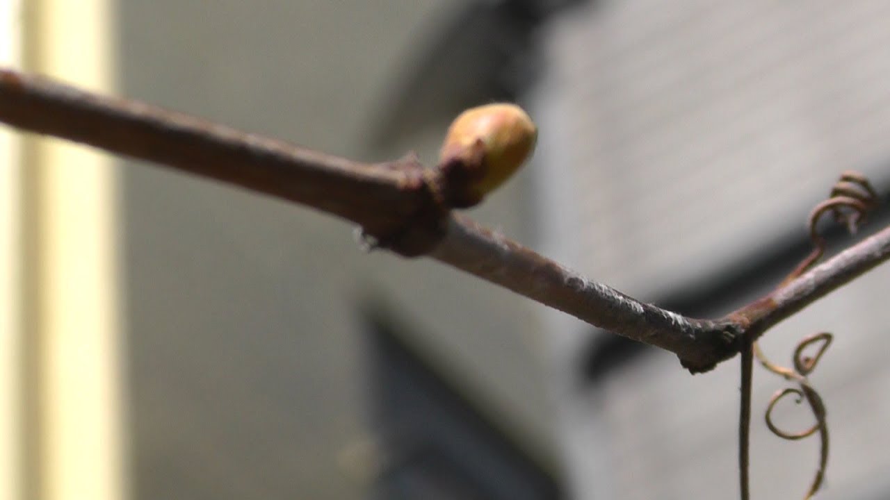 家庭菜園（127）　芽が膨らんだものがいくつかありました