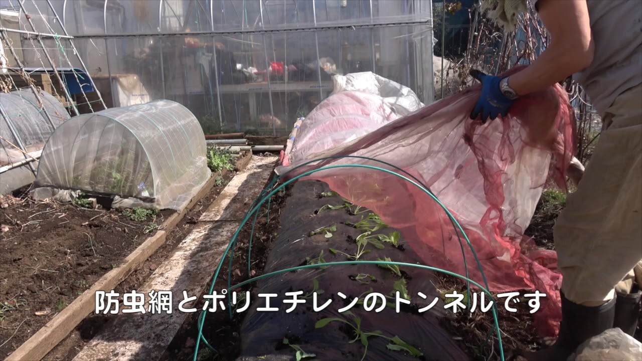 菜園だより180303アンデス・苗植え