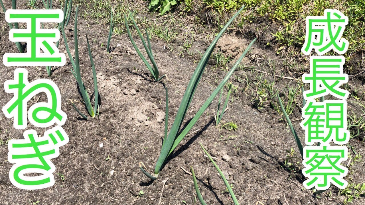 【家庭菜園】「玉ねぎの成長観察」