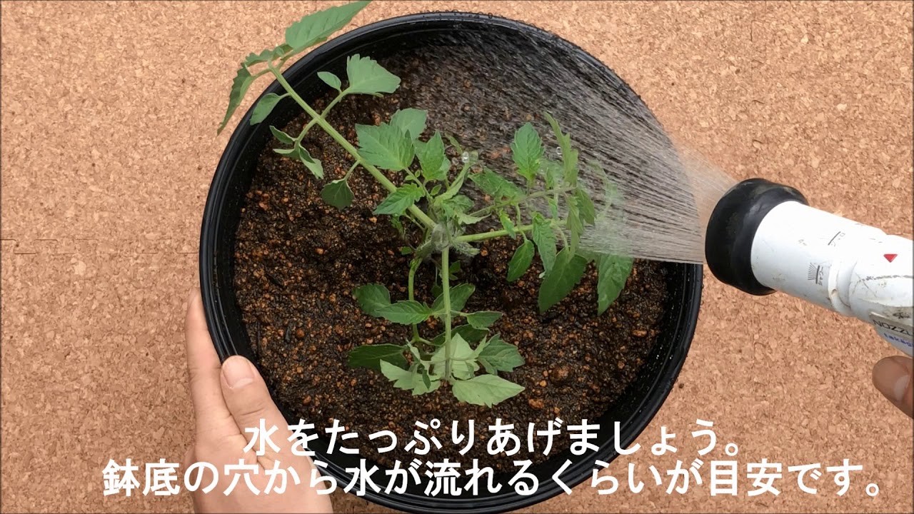 ミニトマト　植えつけ　簡単　初心者　房の駅　家庭菜園