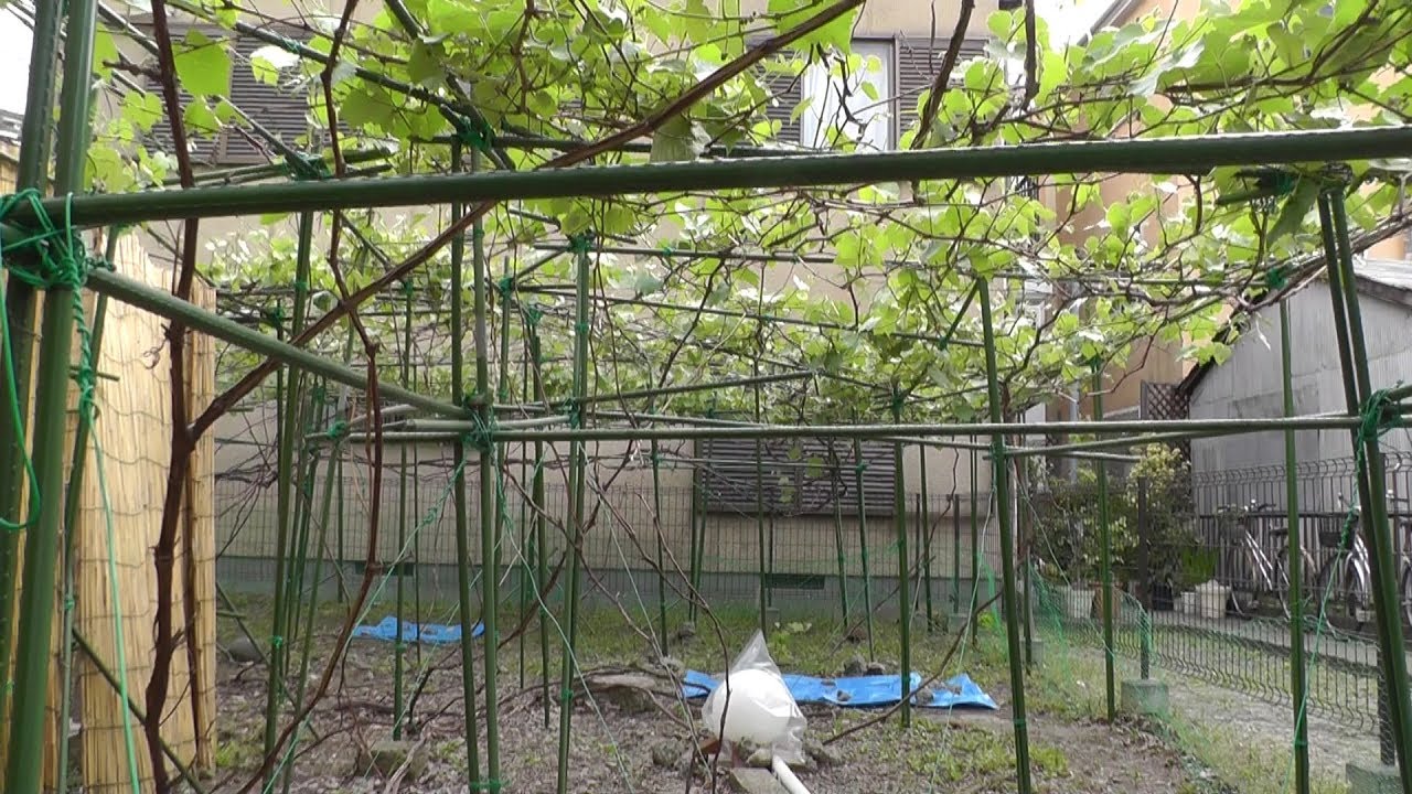 家庭菜園（130）　ほぼ全面的に芽から葉が出て、花穂もかなり出てきました！