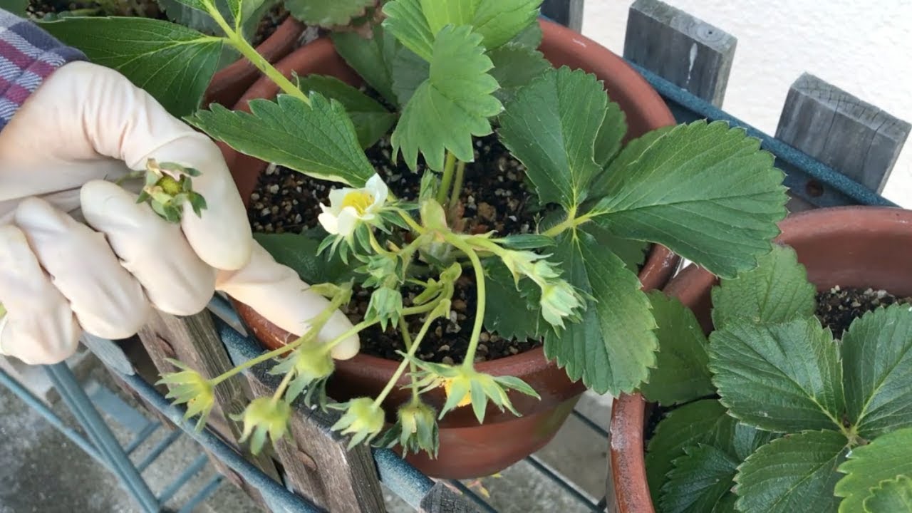 家庭菜園の鉢植えイチゴ 4月の摘果と摘花