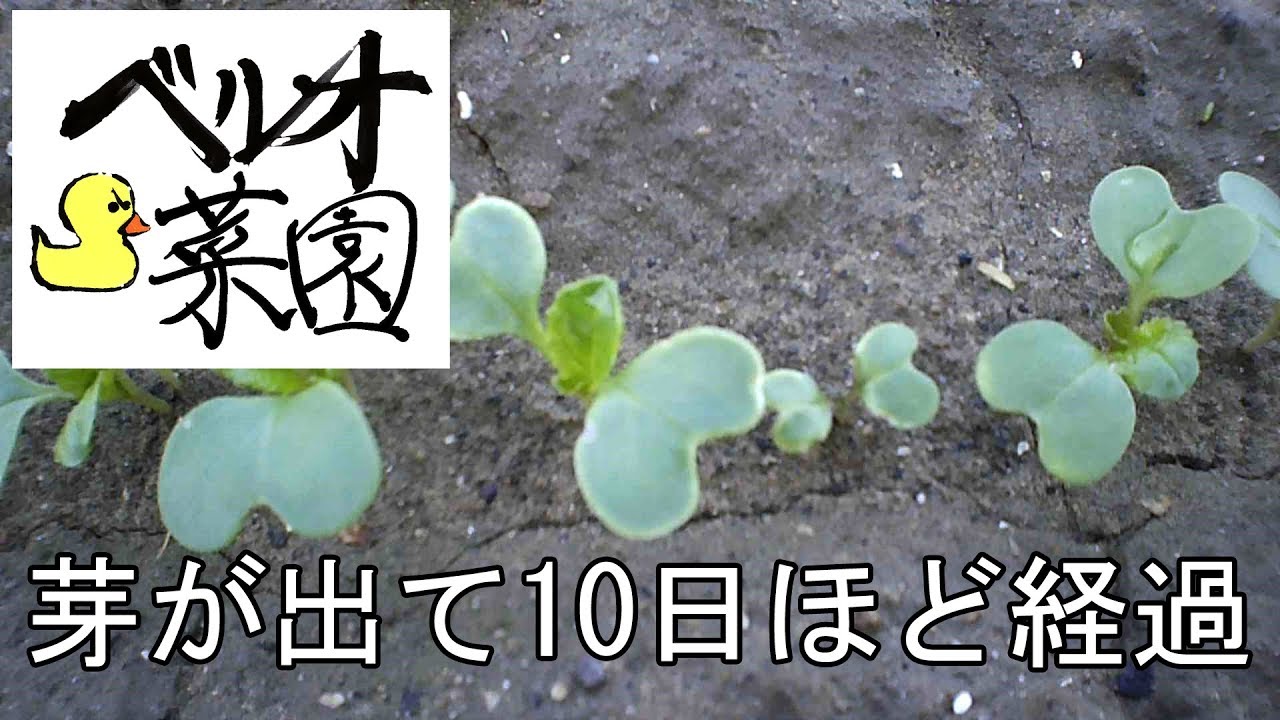 【ベルオ菜園】芽が出て10日ほどの推移