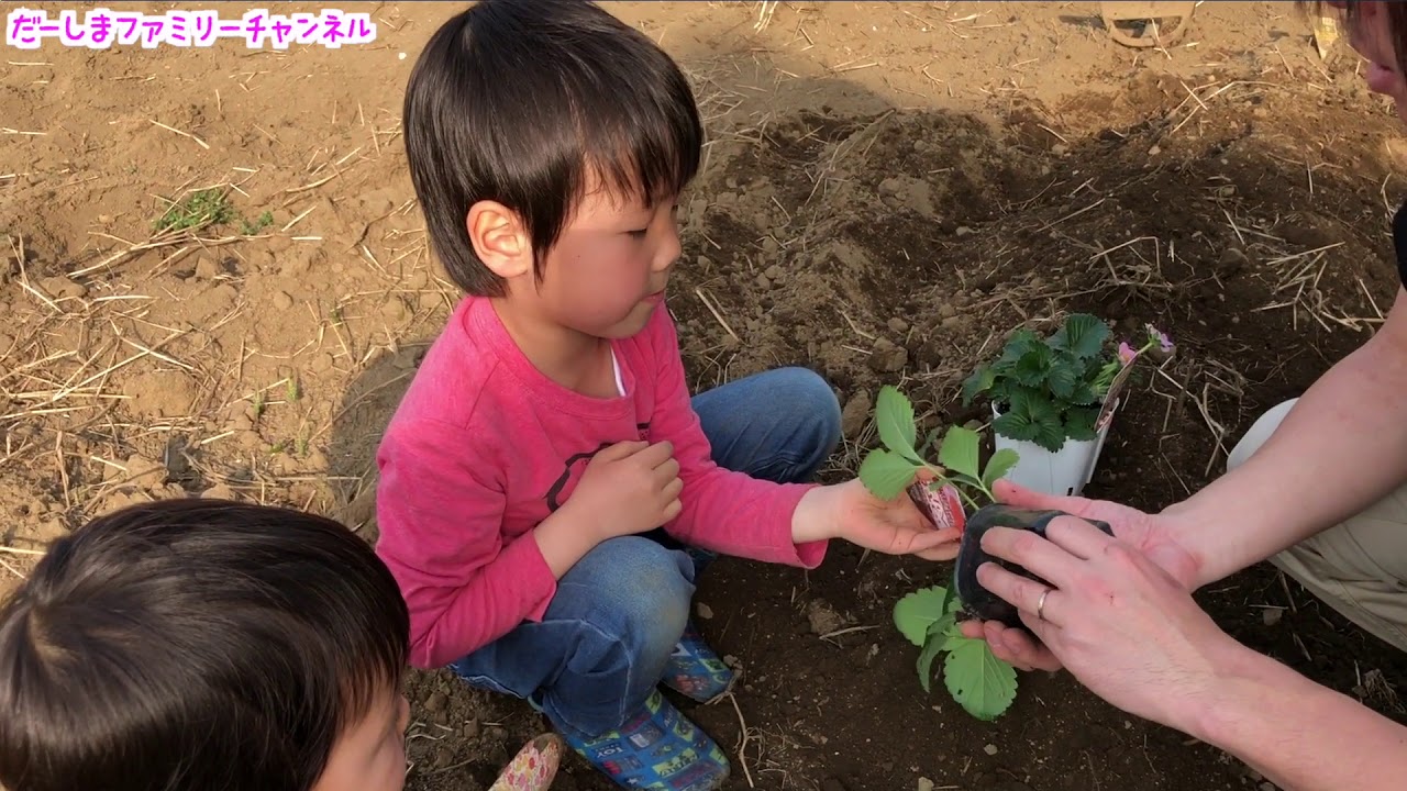 【家庭菜園】3種類のいちごの苗を植えます♡だーしまファミリー普段の様子