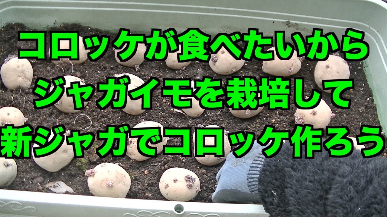 【家庭】コロッケが食べたいからジャガイモ育てよう【菜園】